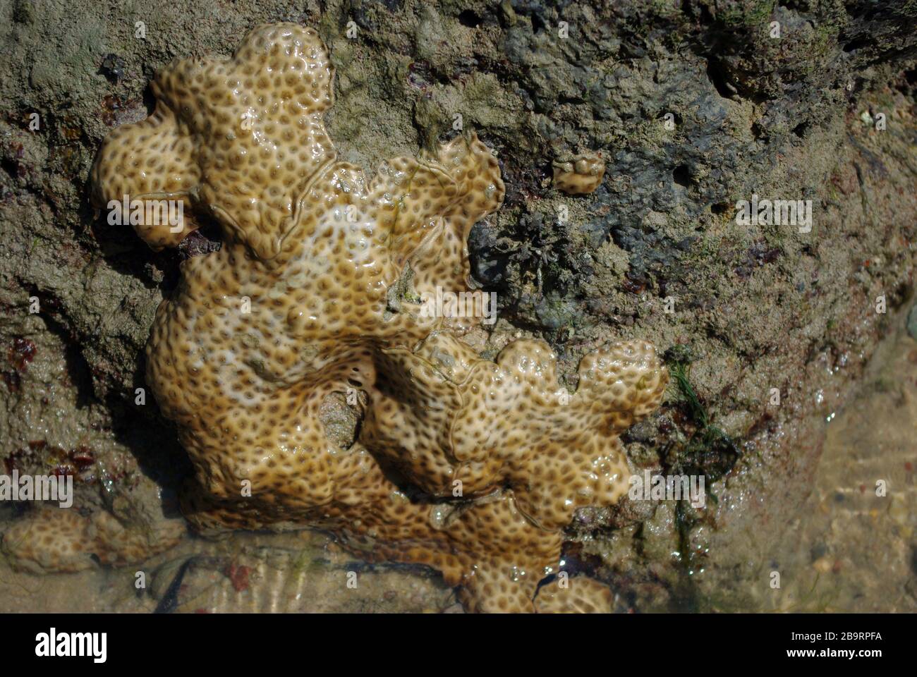 Rough-cavernous sponge, Holopsamma crassa Stock Photo