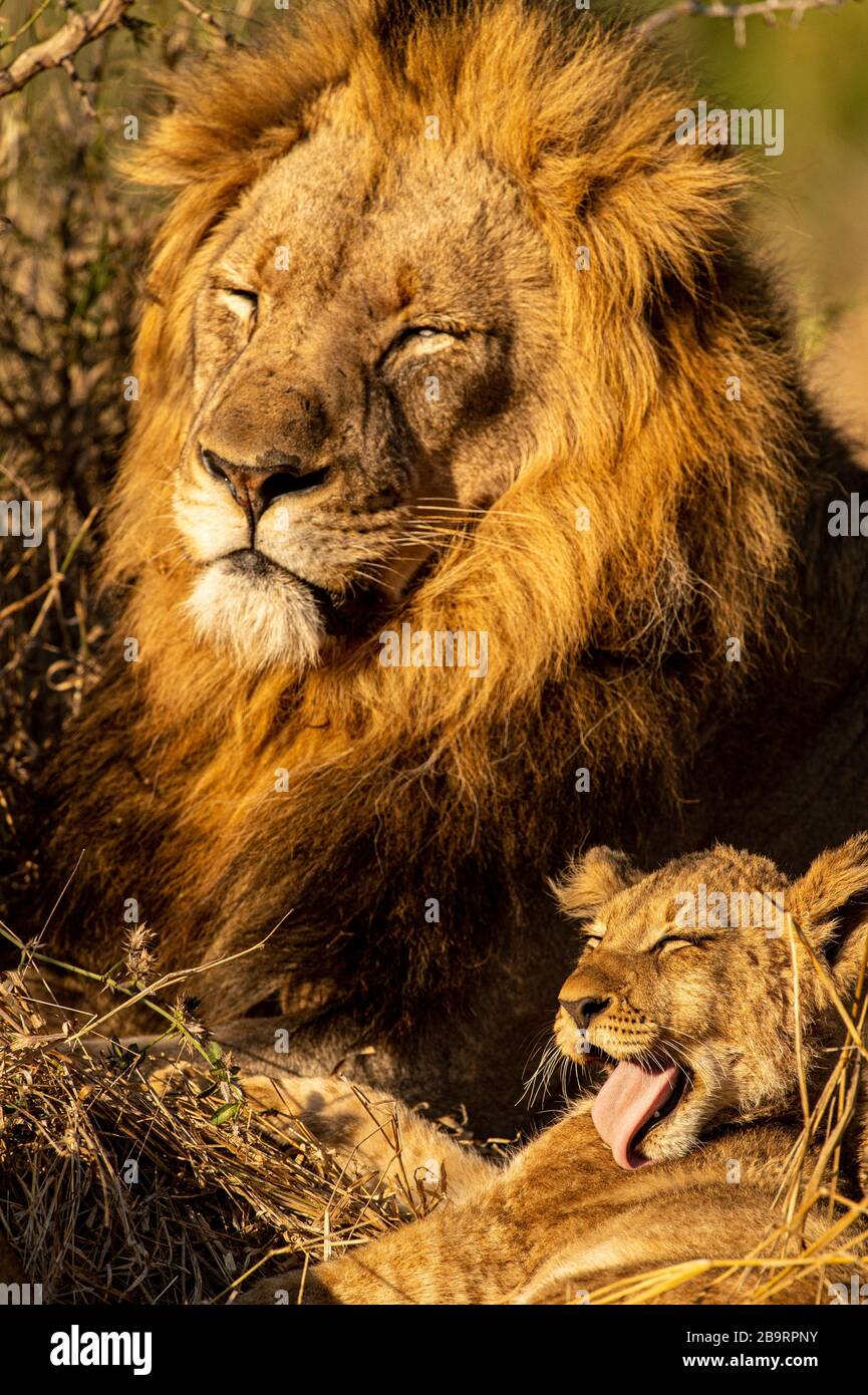 South africa safari lion cub hi-res stock photography and images - Alamy