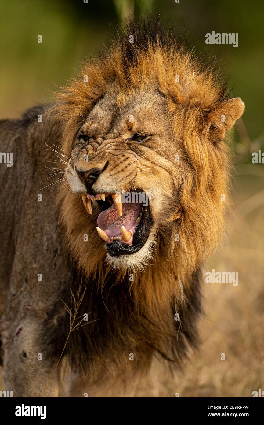 Male lion using Jacobson's organ to smell Stock Photo