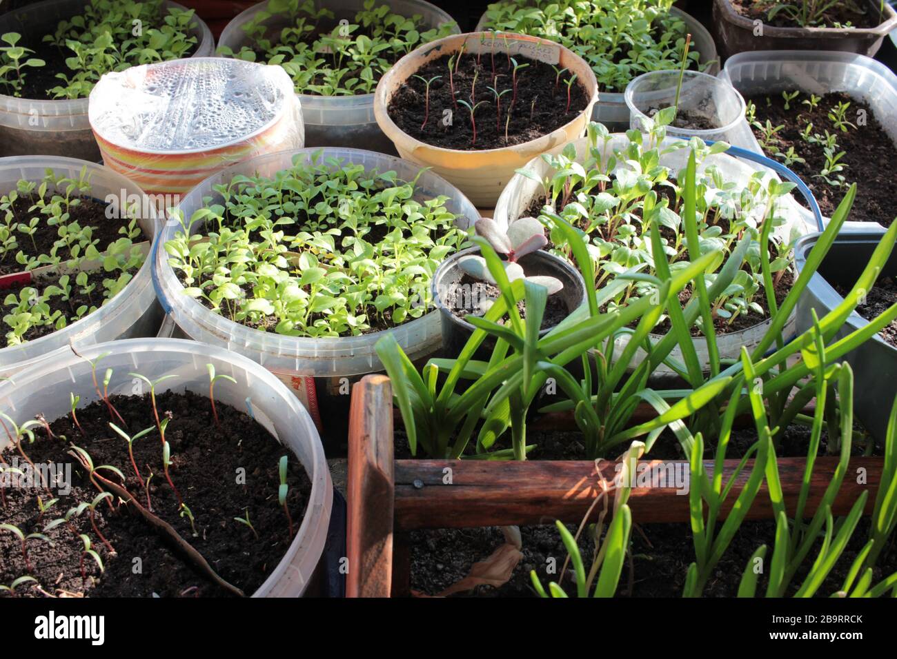 Young sprouts of tomatoes, cucumbers and peppers seedlings in vegetable garden in balcony. Growing organic seedlings at home. Greenhouse cultivation. Stock Photo