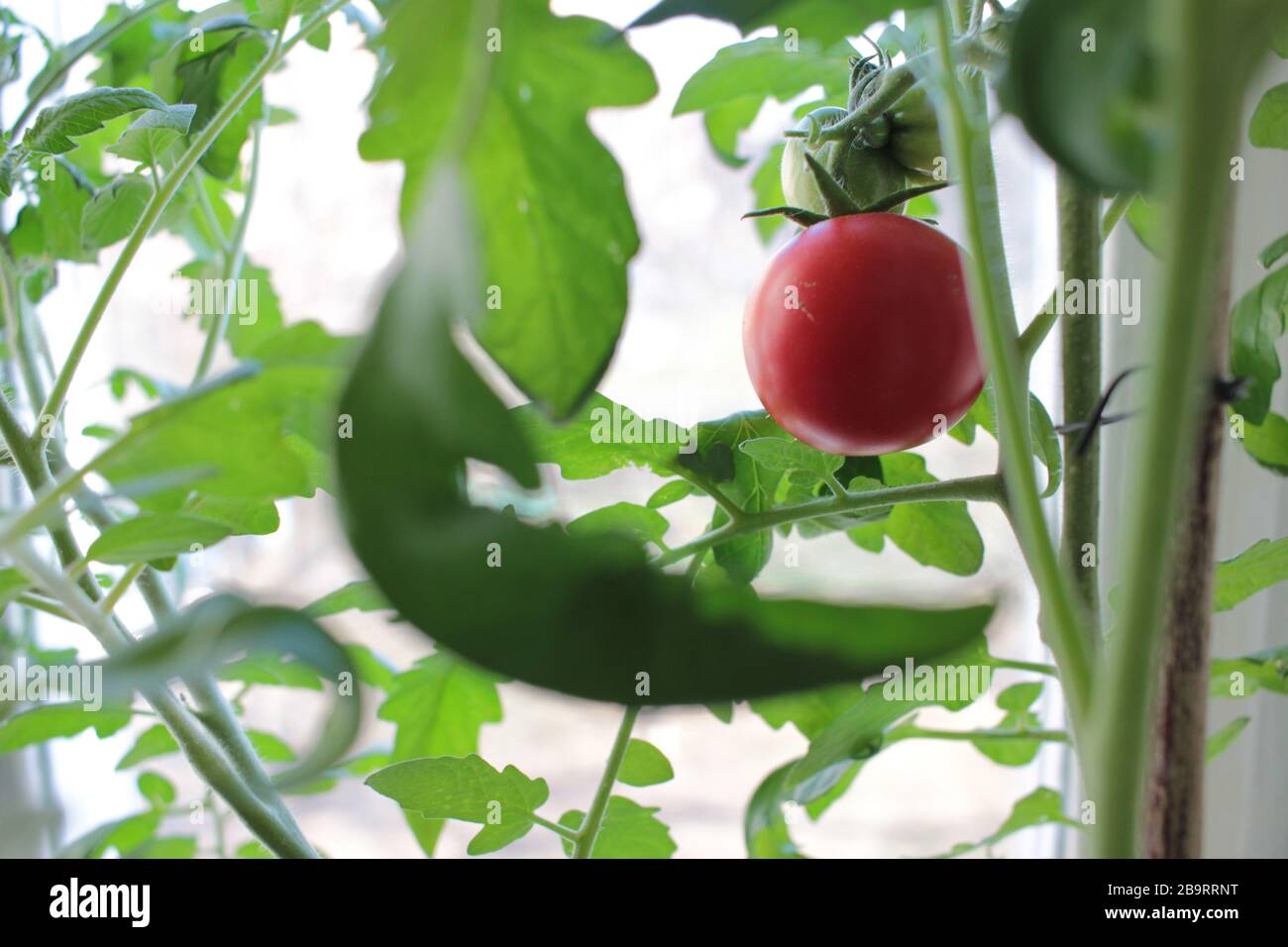 A red tomato is grown on a windowsill as a house plant. Vegetable garden on the balcony. Stock Photo