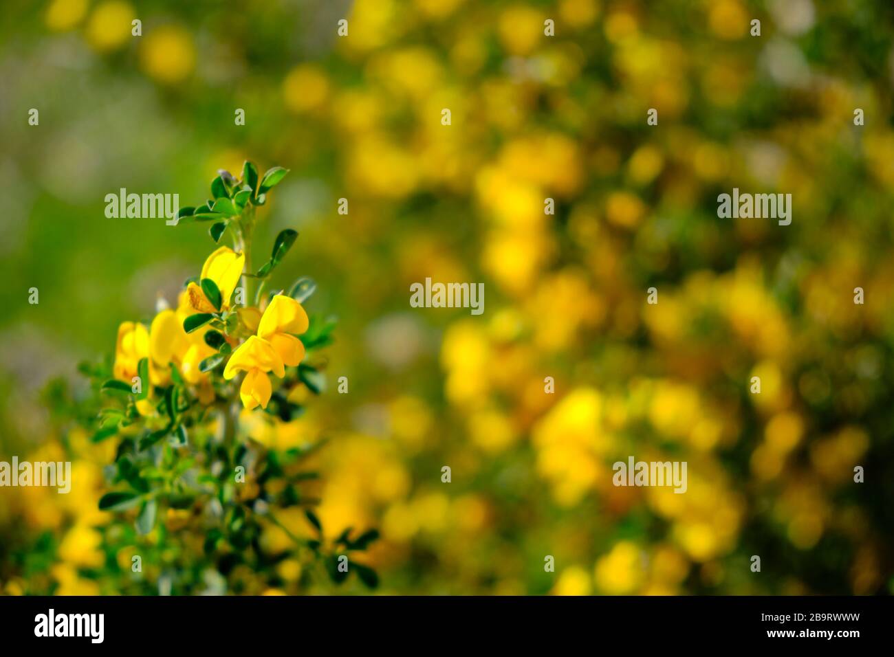 Yellow blossoming flowers of Coronilla Coronata L. Stock Photo