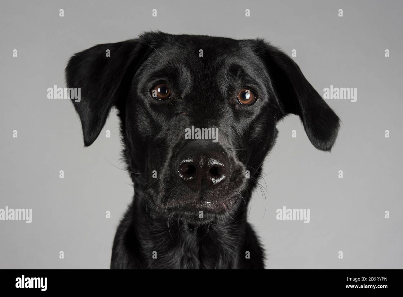Black labrador in photo studio hi-res stock photography and images - Alamy