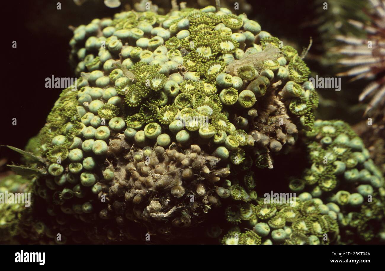 Mat anemone, Zoanthus pulchellus Stock Photo