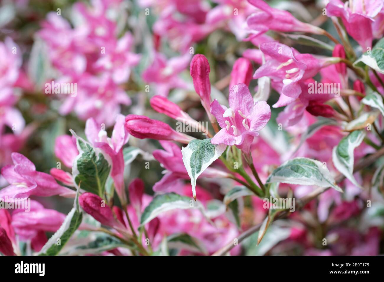 Pink flowers of weigela praecox variegata in late spring Stock Photo