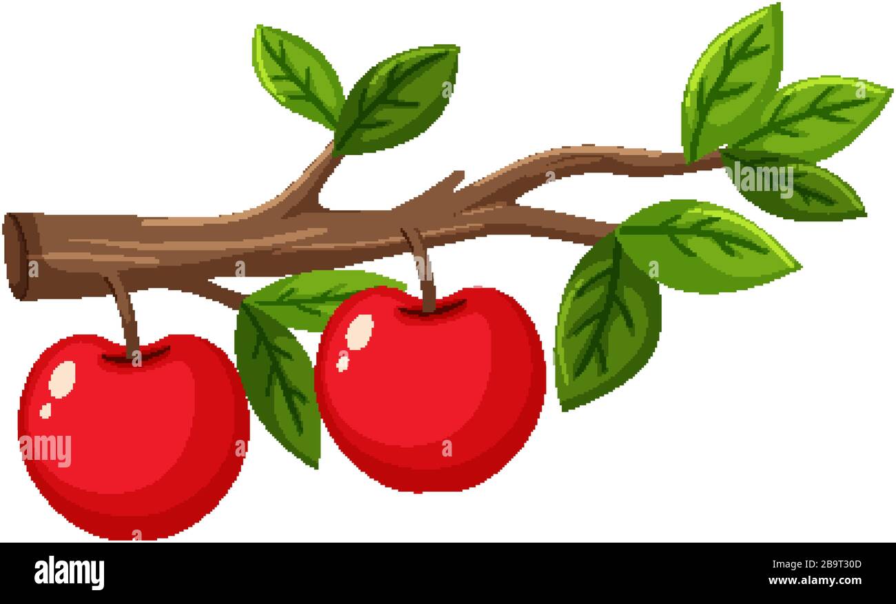 Two red apples on the branch illustration Stock Vector