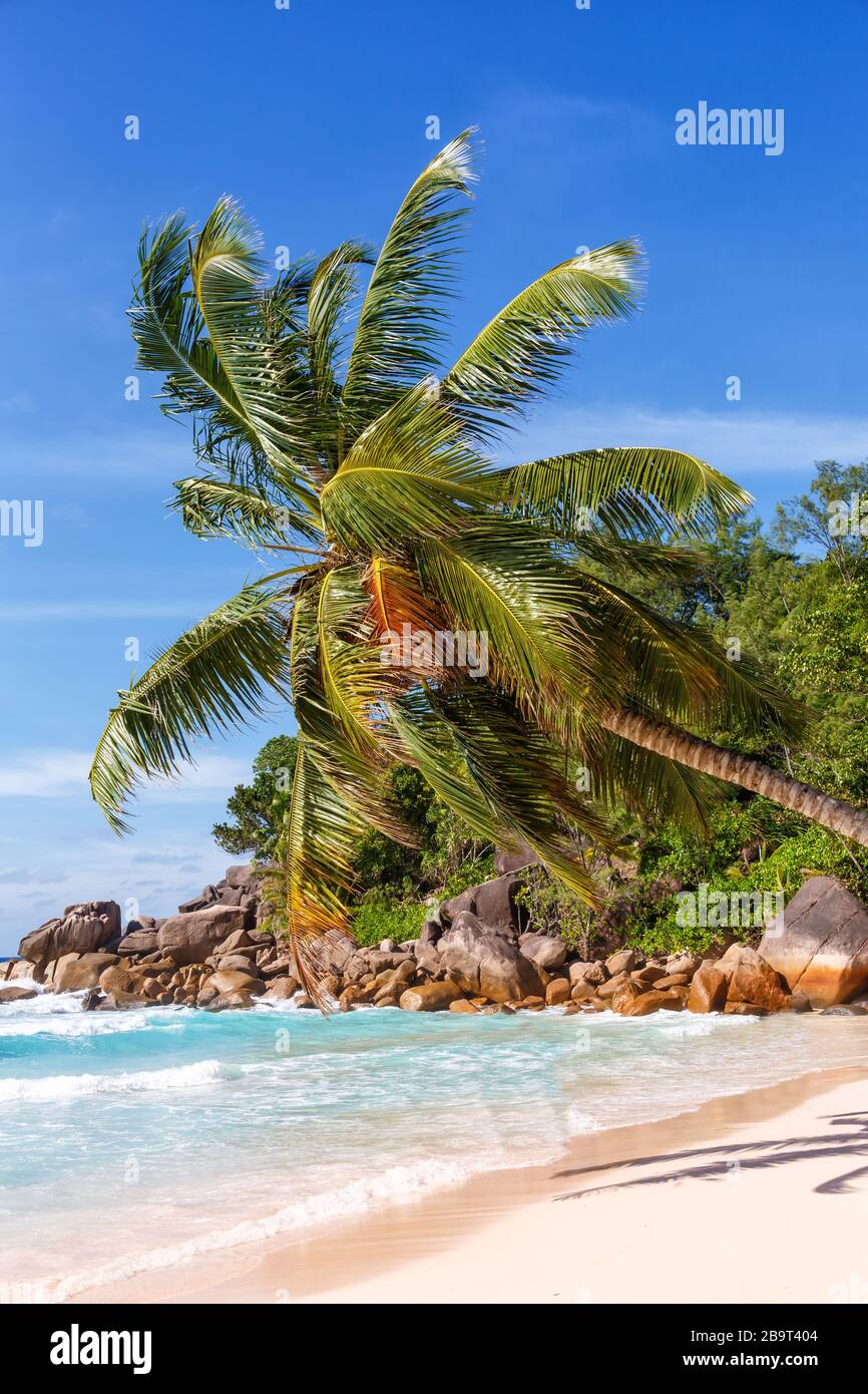 Seychelles Anse Georgette beach Praslin island palm portrait format vacation paradise ocean sea water Stock Photo
