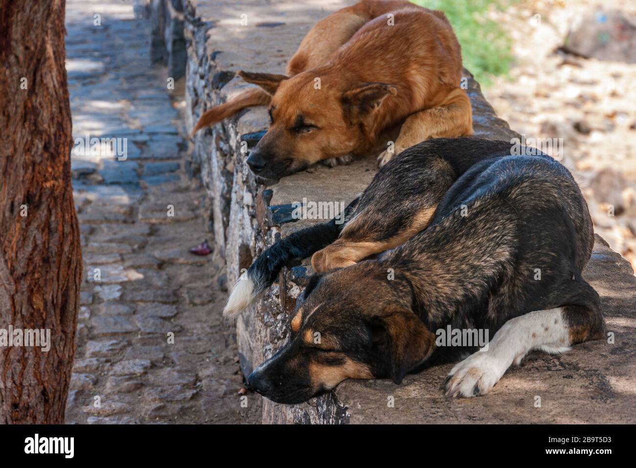 A group of dogs sleeping in the shadows Stock Photo