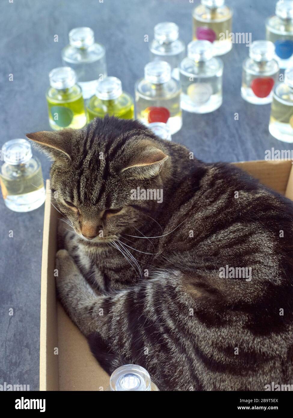 Cat asleep in a box Stock Photo