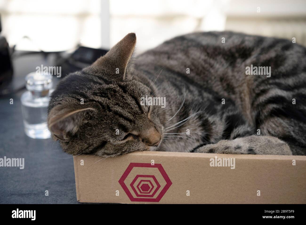 Cat asleep in a box Stock Photo