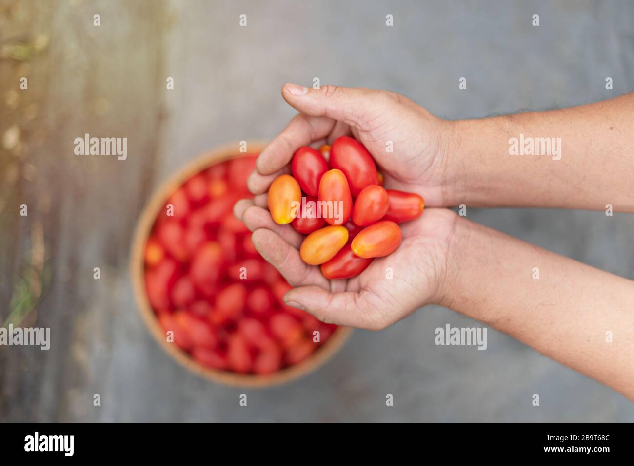 hands holding fresh ripe red tomatoes in garden Stock Photo - Alamy