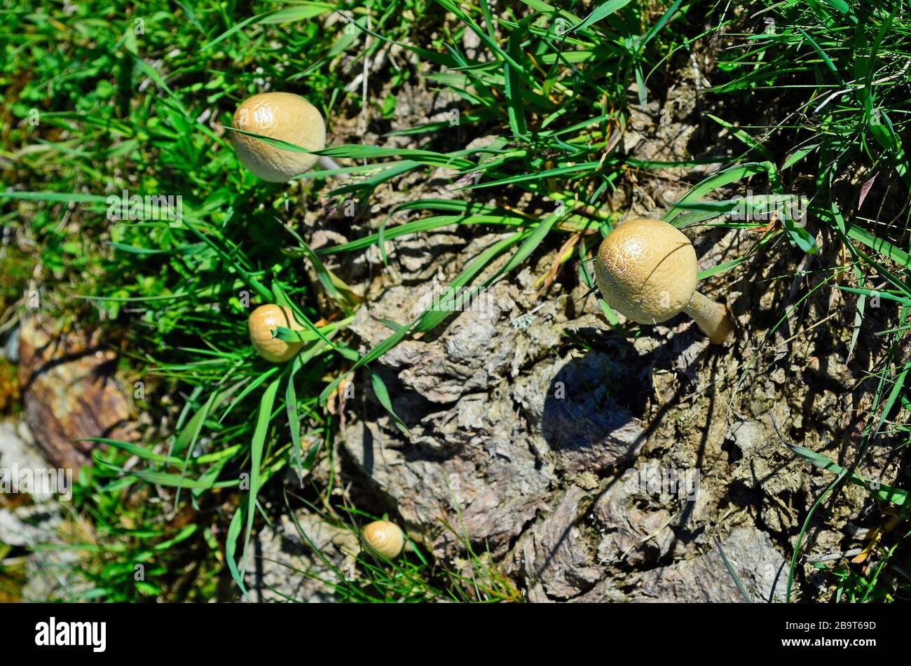 Austria, shiny mottlegill aka egghead mottlegill, grows on cattle dung Stock Photo