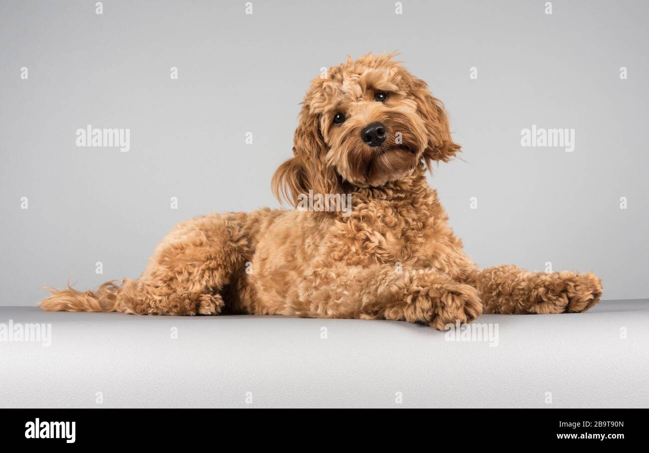 cavapoochon adults size
