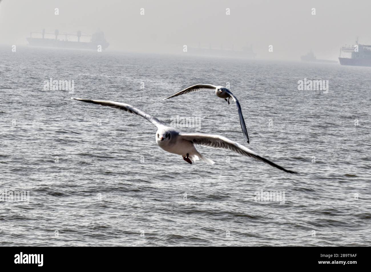 Two seagulls flying in smog near city Mumbai in India Stock Photo