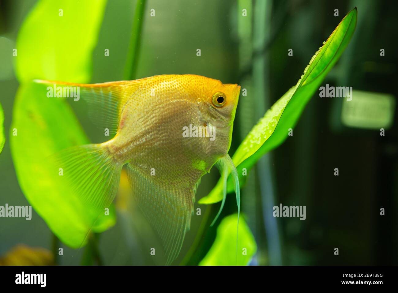 Gold Pterophyllum Scalare in aqarium water, yellow angelfish guarding eggs Stock Photo