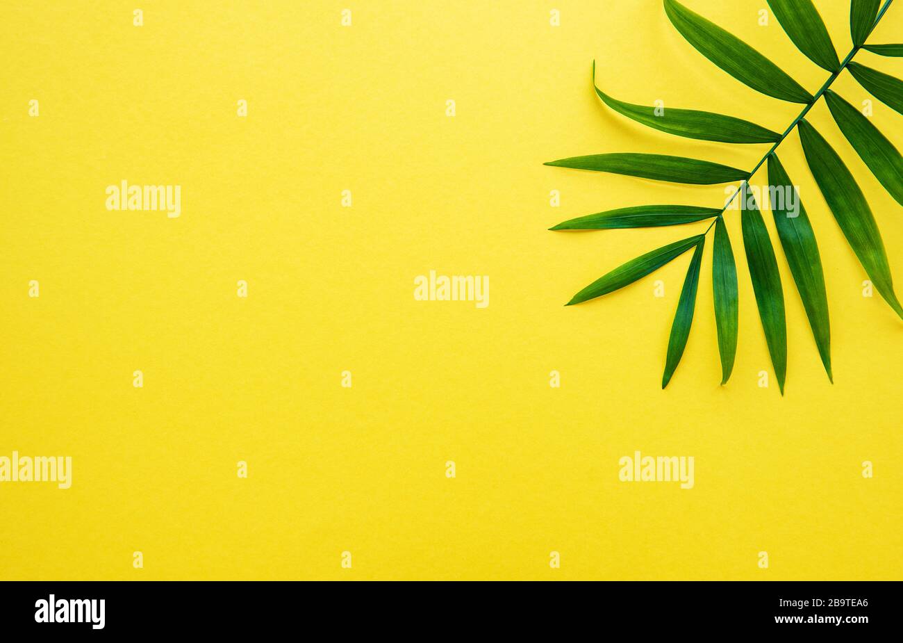 Tropical palm leaves on yellow background. Summer concept. Flat lay ...