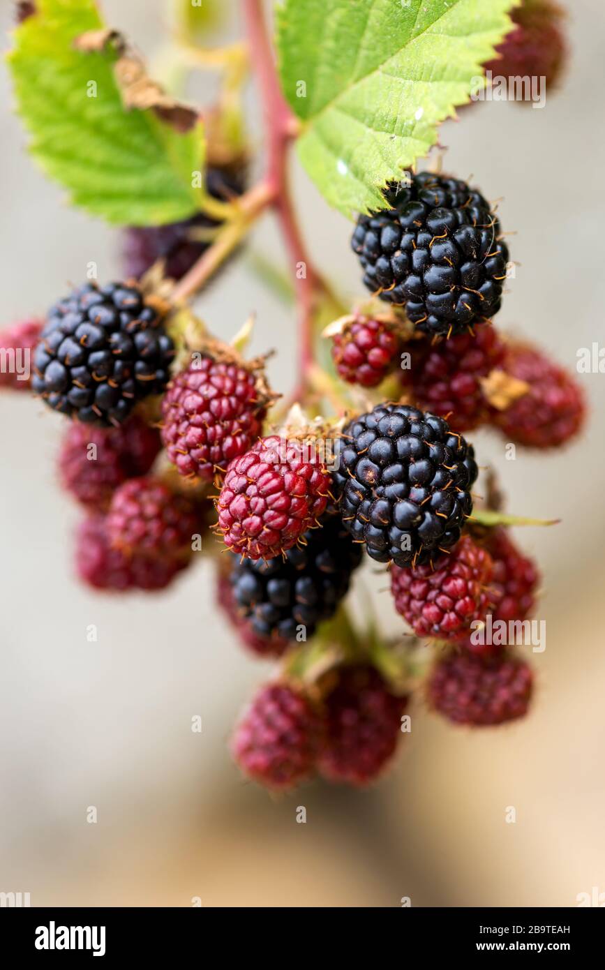 Bunch of ripe and unripe blackberries - selective focus, copy space Stock Photo