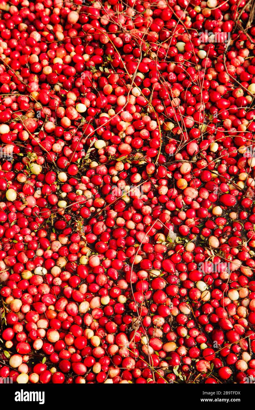 Ripe Cranberries floating in the lagoon during harvest in the Muskoka