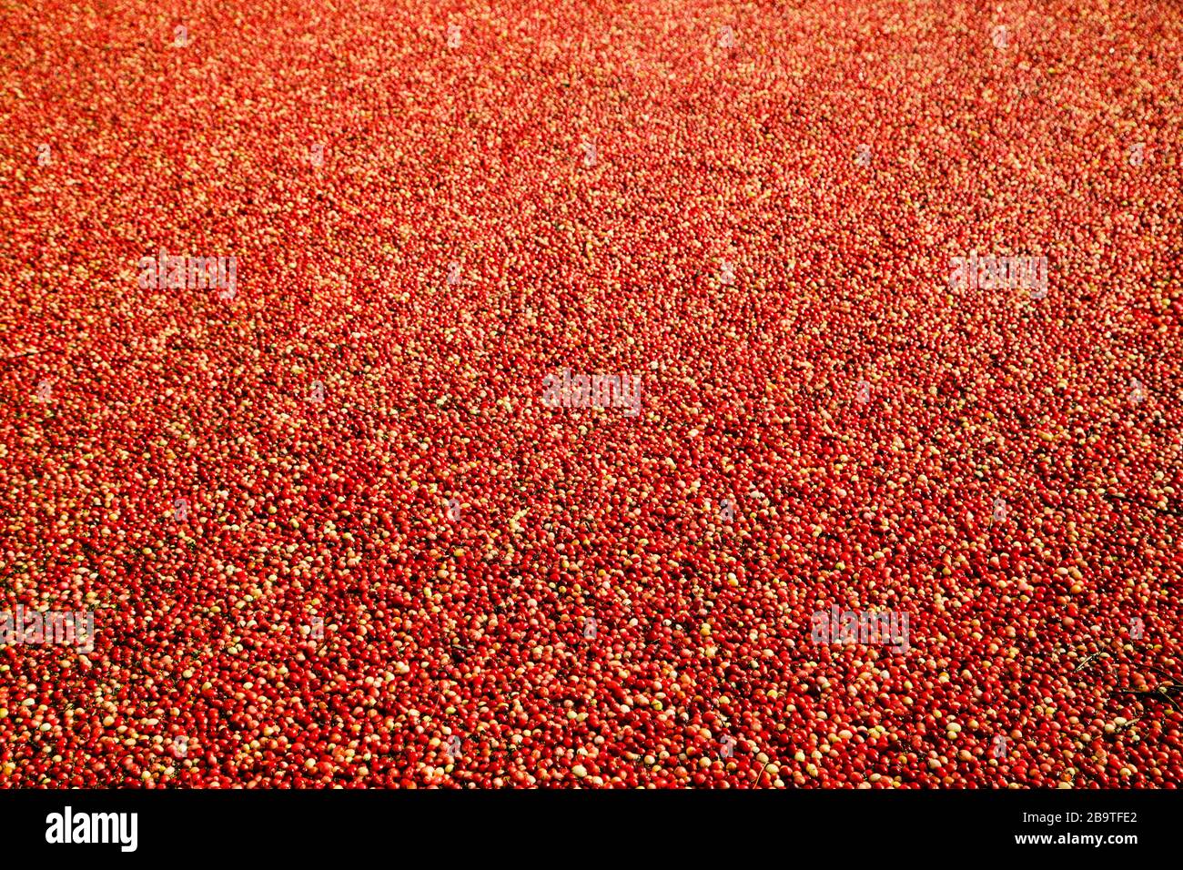 Ripe Cranberries floating in the lagoon during harvest in the Muskoka