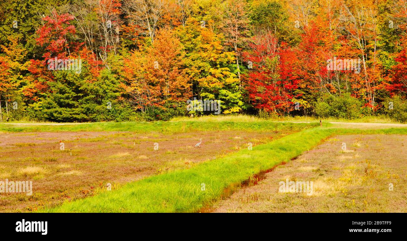 Cranberry Harvesting. Cranberry Field Stock Photo Alamy