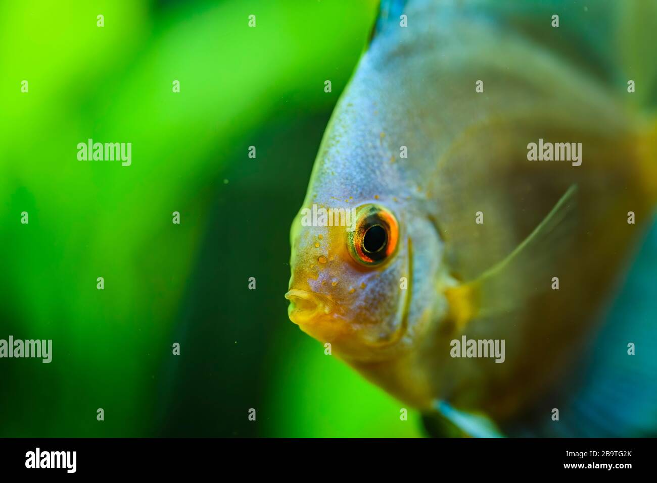 Portrait of a blue tropical Symphysodon discus fish in a fishtank. Stock Photo