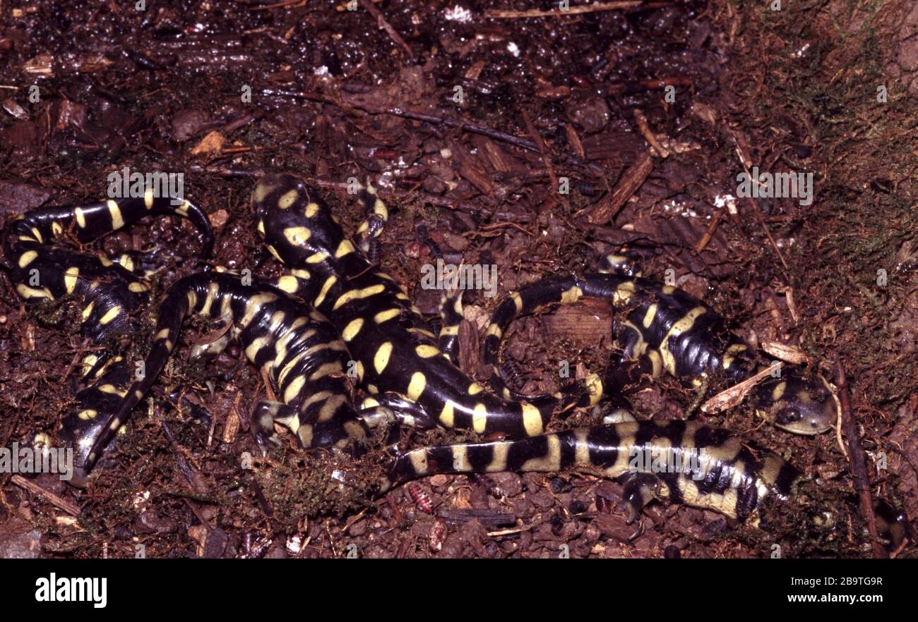 Eastern tiger salamander, Ambystoma tigrinum Stock Photo - Alamy