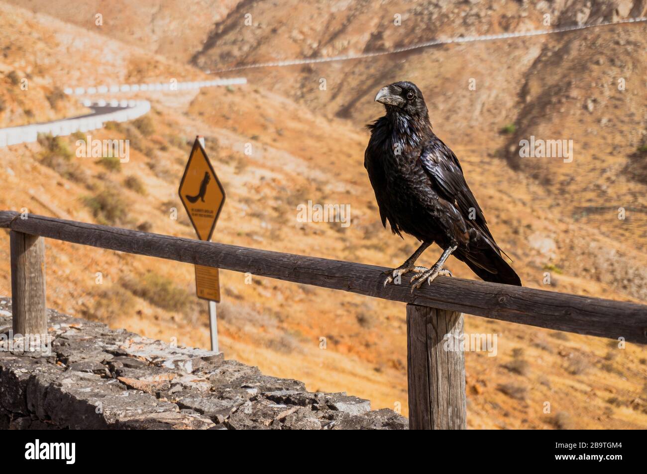 A crow sits on a wood rail in a viewpoint where people can look at the ...