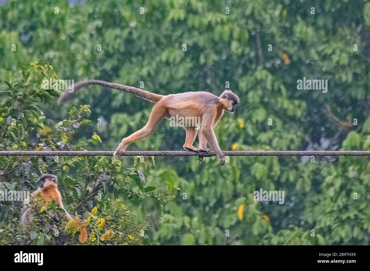 Capped Langur in action in Kaziranga National Park, Assam, India Stock Photo