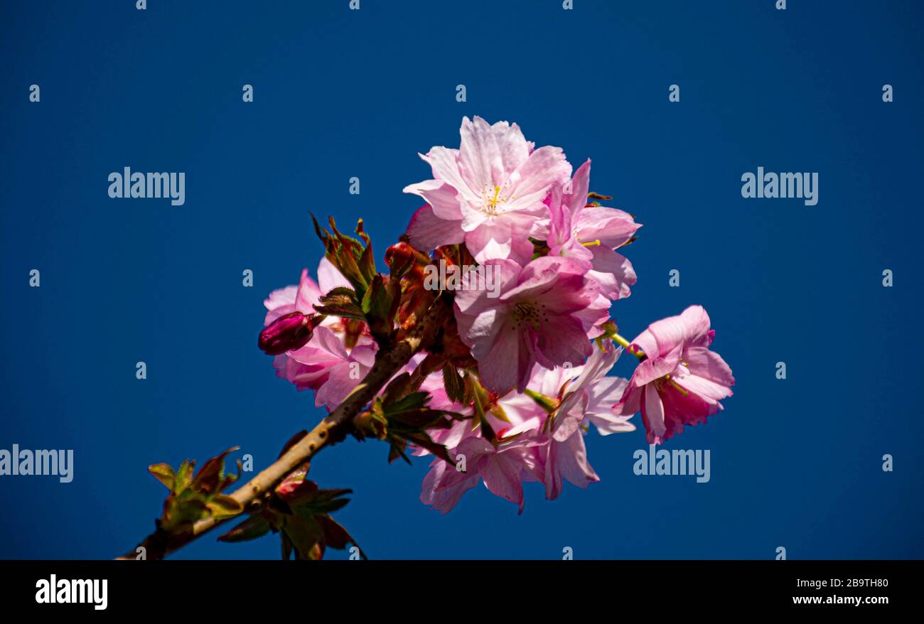 Spring blooming cherry blossom Stock Photo Alamy