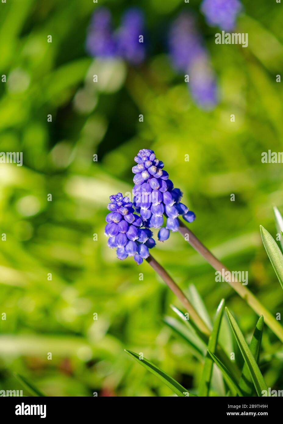 Grape hyacinth Stock Photo