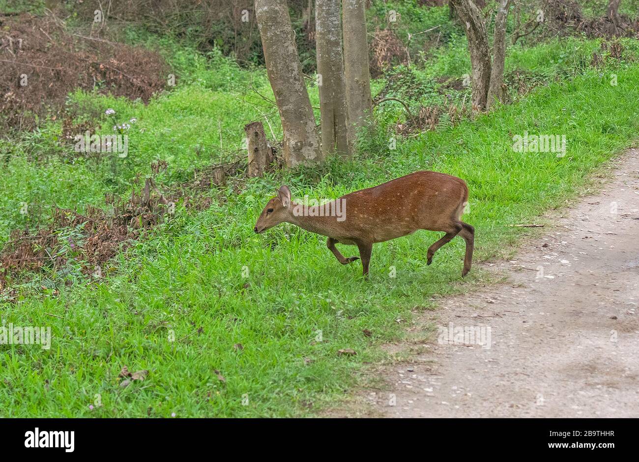 Indian Hog Deer female crossing the safari track at Kaziranga National