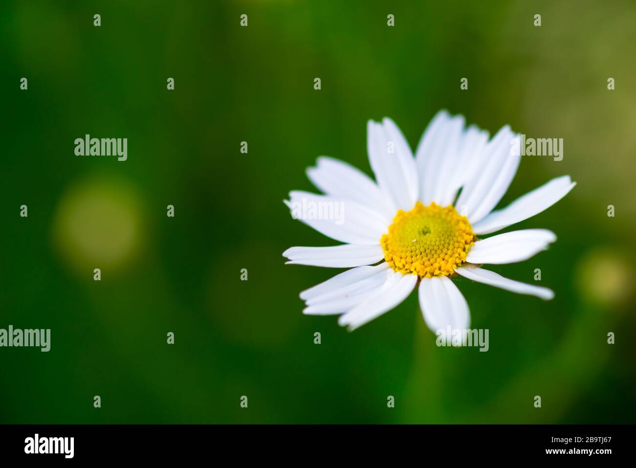 White single camomile daisy flower  on green meadow - shallow depth of field Stock Photo