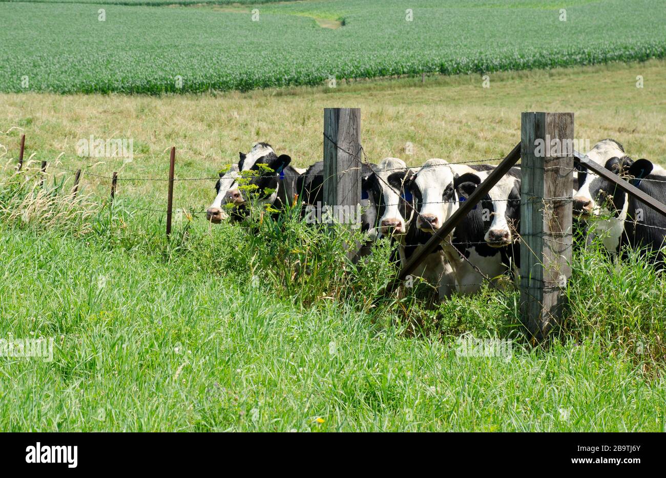 A herd of cows standing in a field together Stock Photo