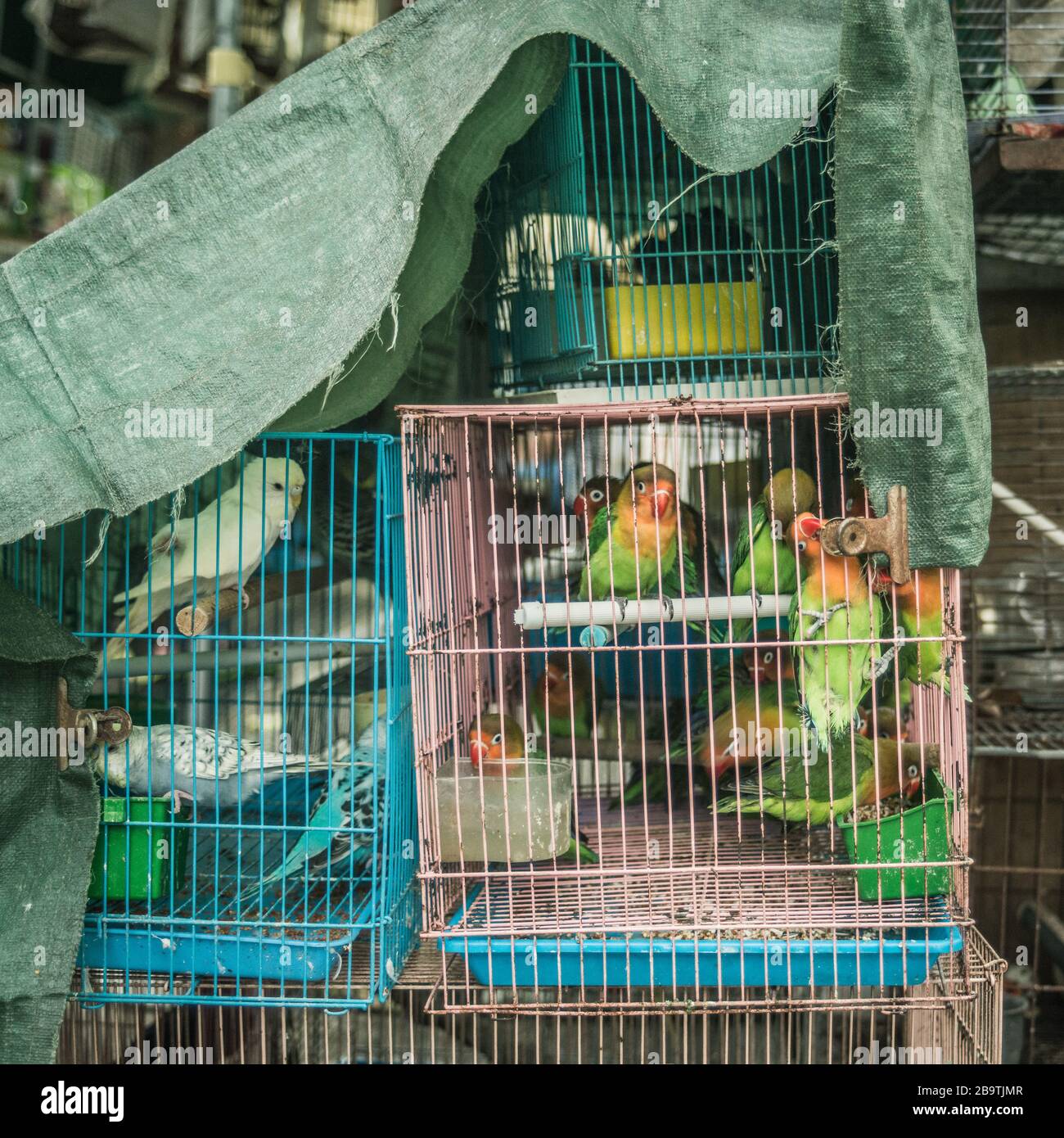 Birds in birdcages at bird market Hong Kong Stock Photo