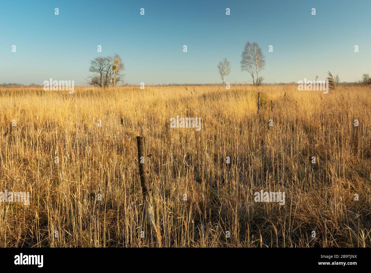 Dry grasses on wild yellow meadow, view on a cloudless day Stock Photo
