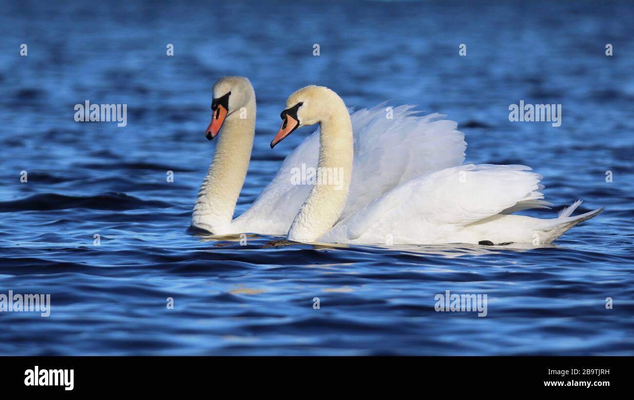 swans-swimming-in-lake-winter-hi-res-stock-photography-and-images-alamy