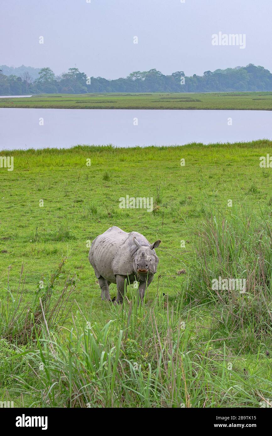 The Great Indian One Horned Rhinoceros in lush green grassland Stock Photo