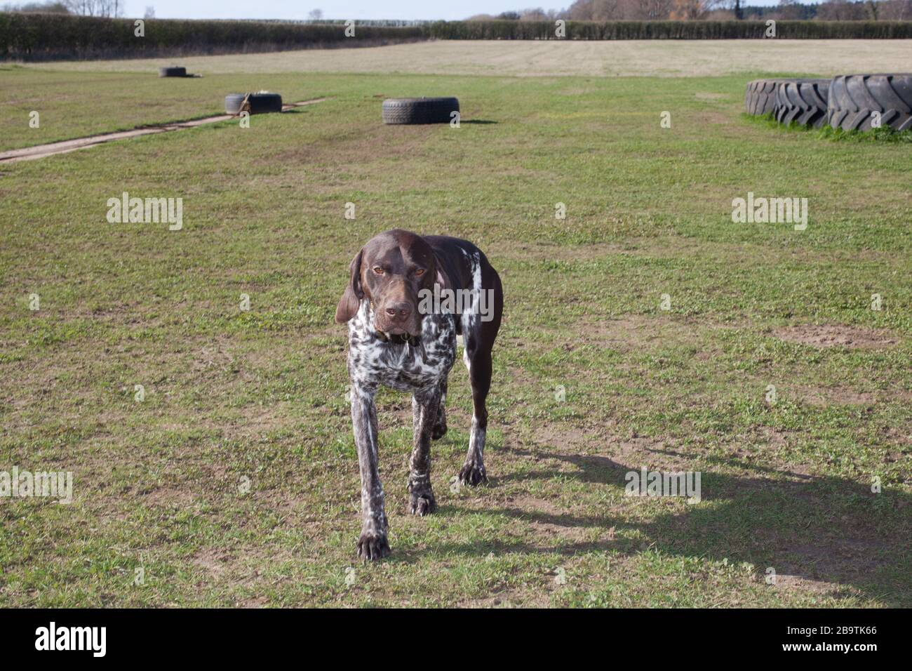 A German short haired pointer Stock Photo