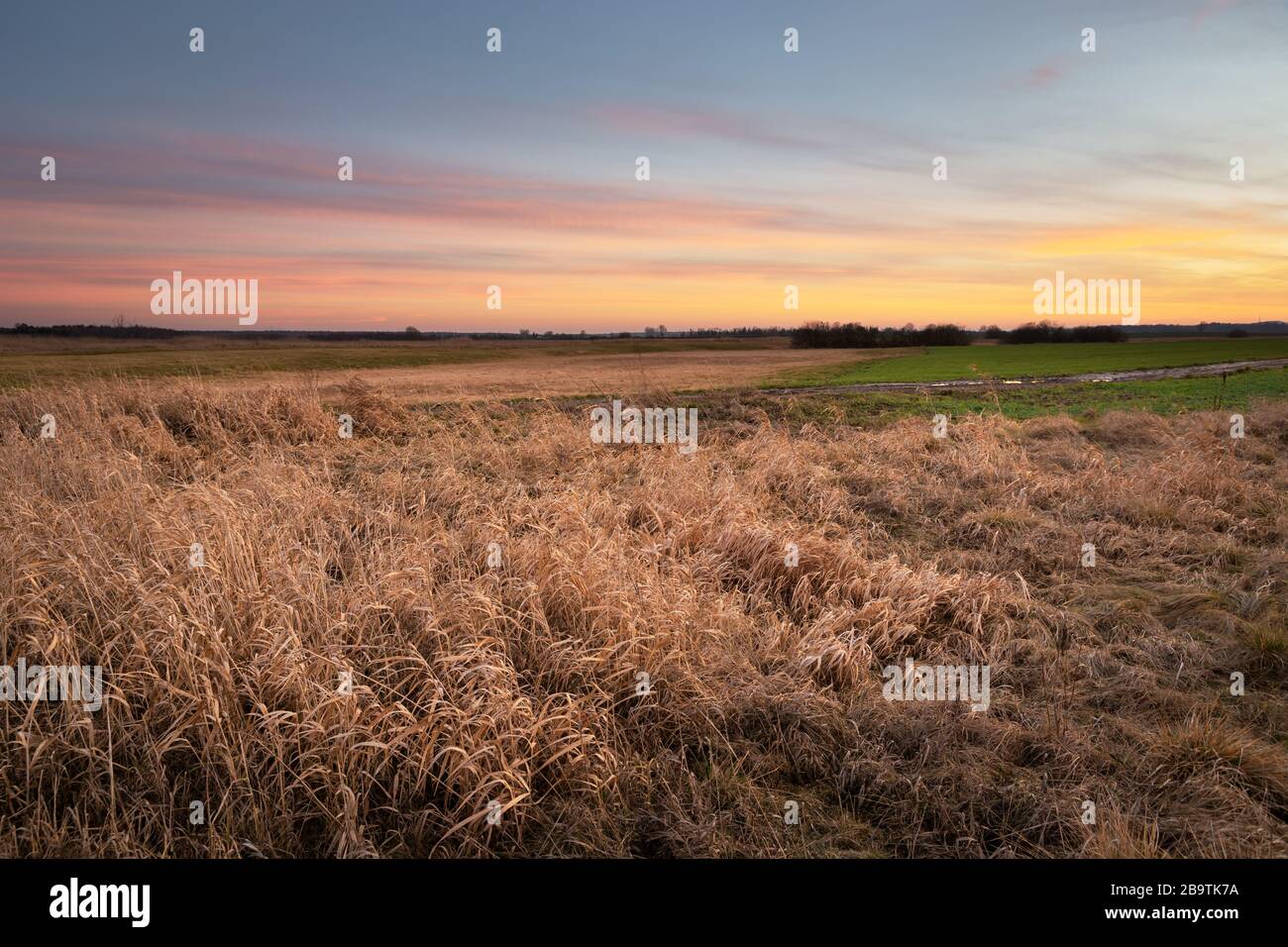 Dry tall grass hi-res stock photography and images - Alamy