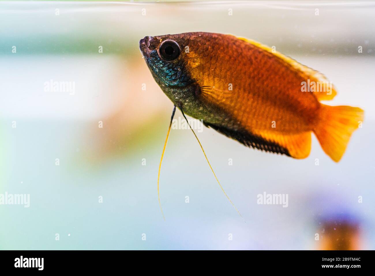 Honey gourami Trichogaster chuna tropical aquarium fish in fish tank. Colorfull male fish. Stock Photo