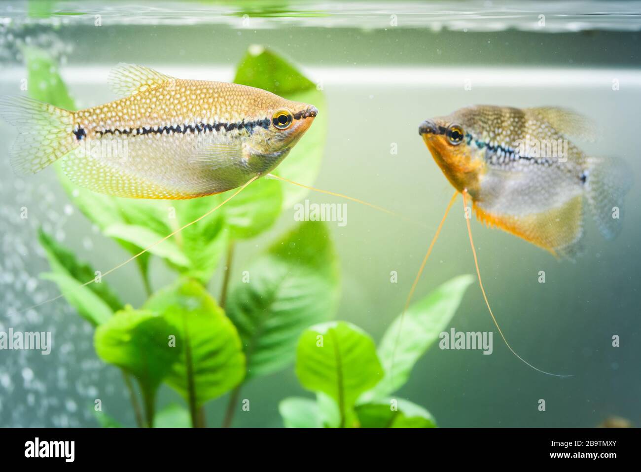 Two Pearl gourami Trichopodus leerii freshwater aquarium fish in fish tank. Aquaria concept Stock Photo