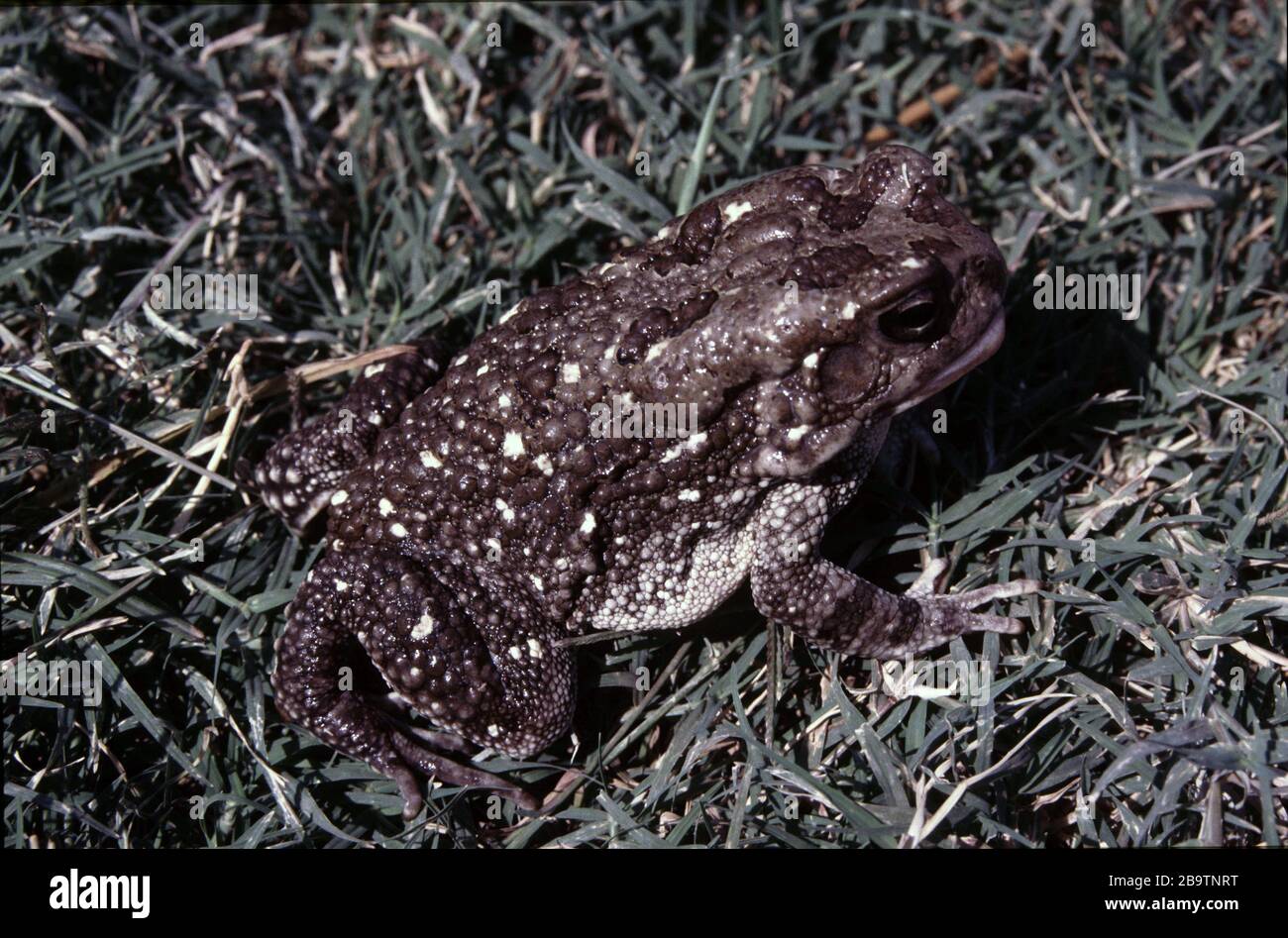African common toad, Sclerophrys regularis Stock Photo - Alamy