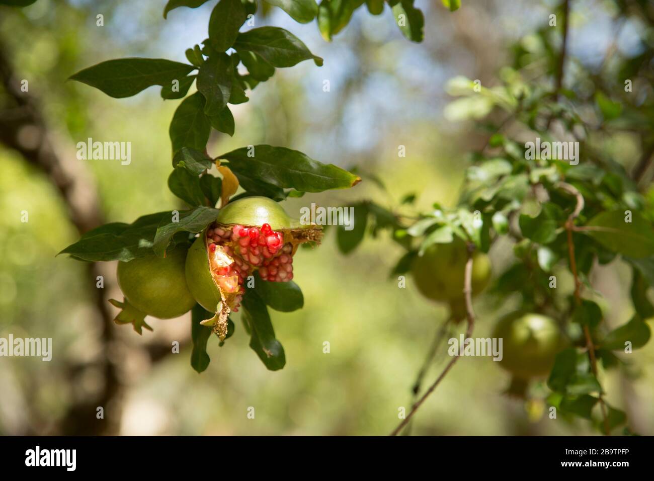 Pomegranates growing on a tree, one split open showing seeds inside, Jerez, Andalusia, Spain Stock Photo