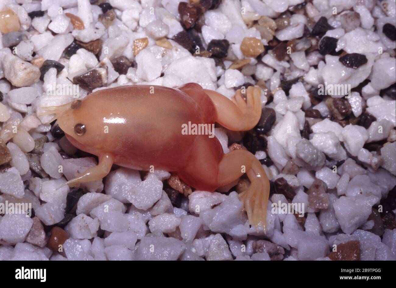 Bacterial dropsy in Albino african clawed frog, Xenopus laevis Stock Photo