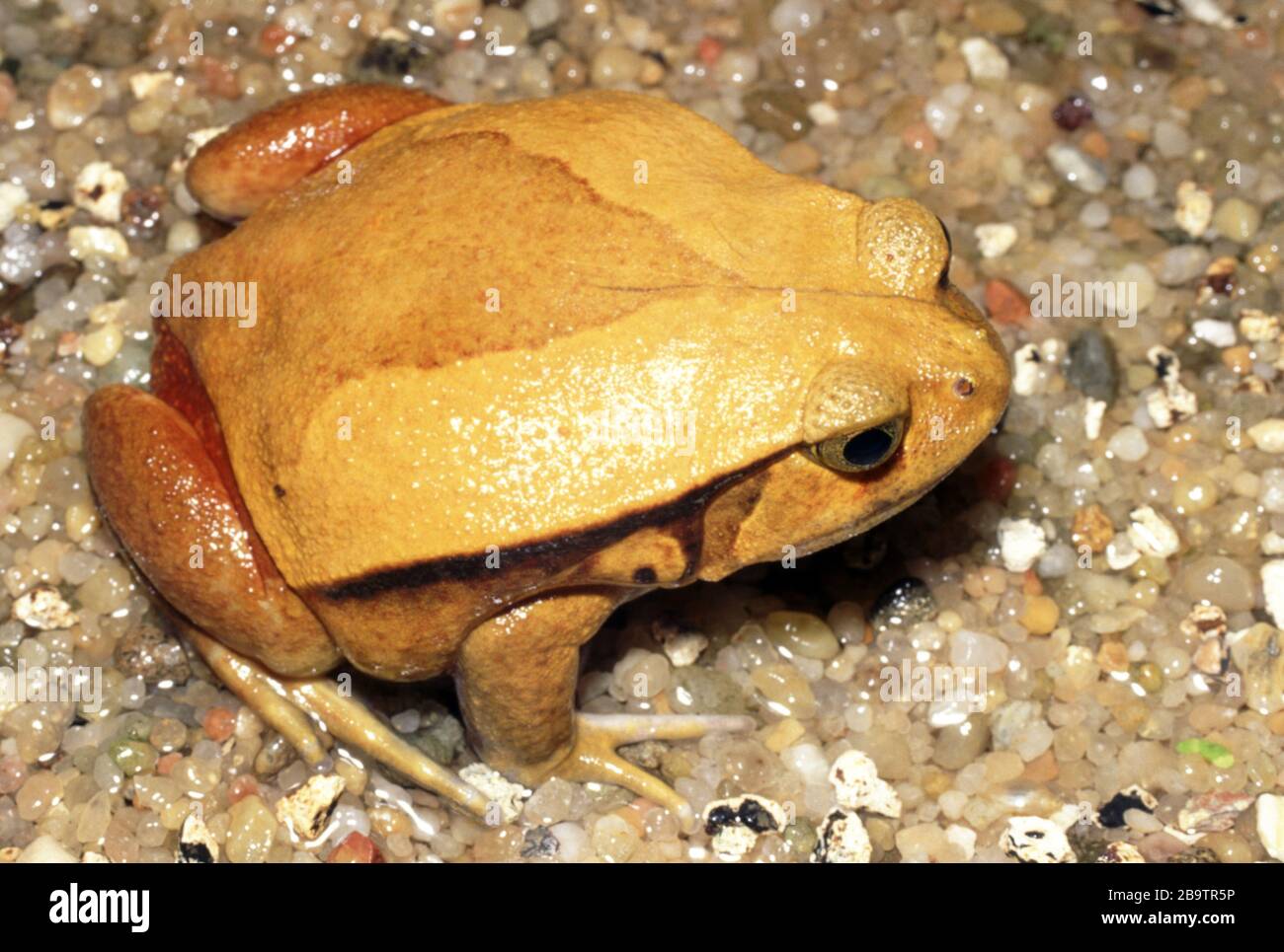 False tomato frog, Dyscophus guineti Stock Photo