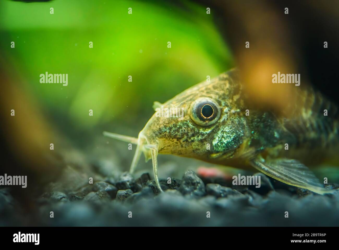 Small catfish Corydoras frontal closeup with blurred natural background. Stock Photo