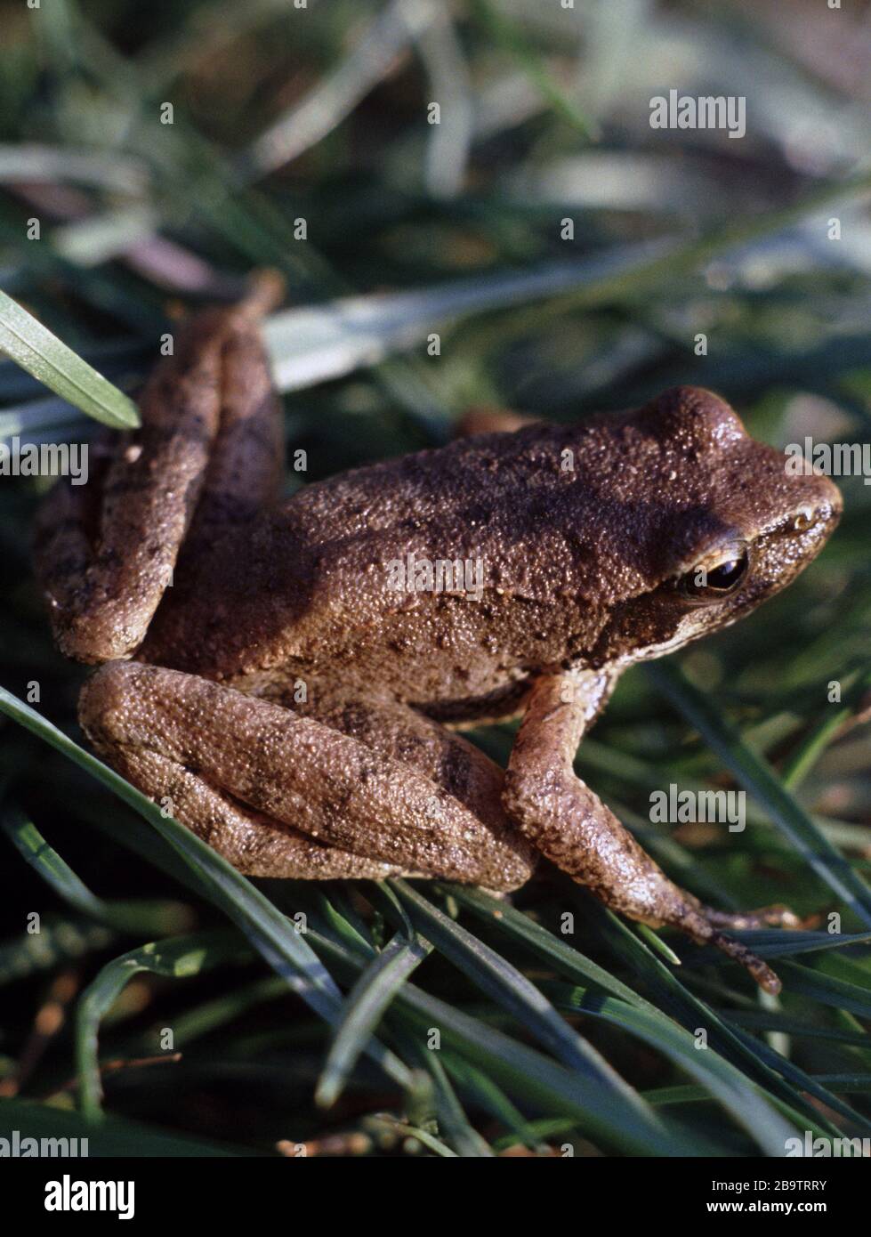 Apennines frog, Rana italica Stock Photo