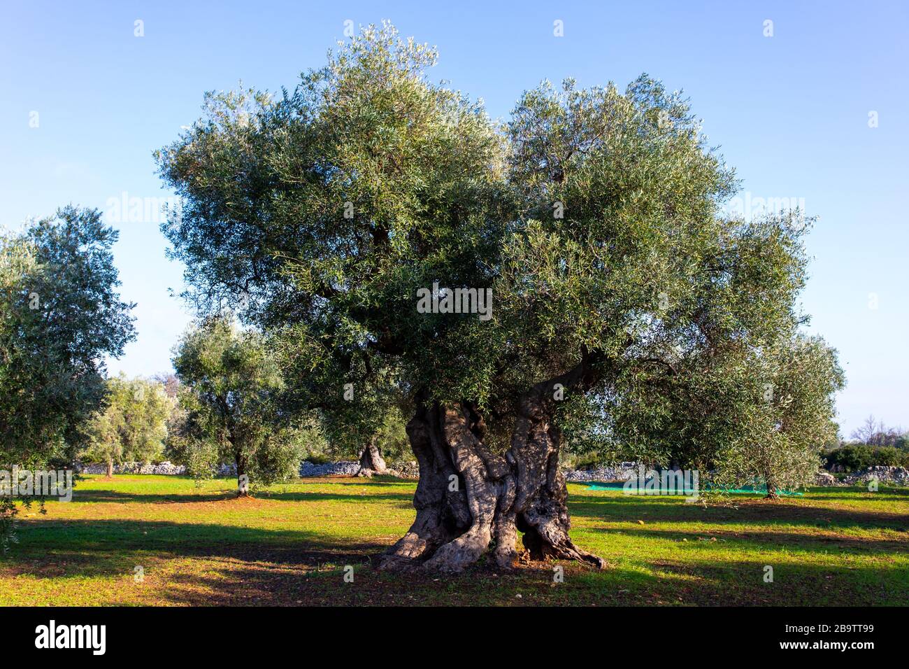 Olive tree italy hi-res stock photography and images - Alamy