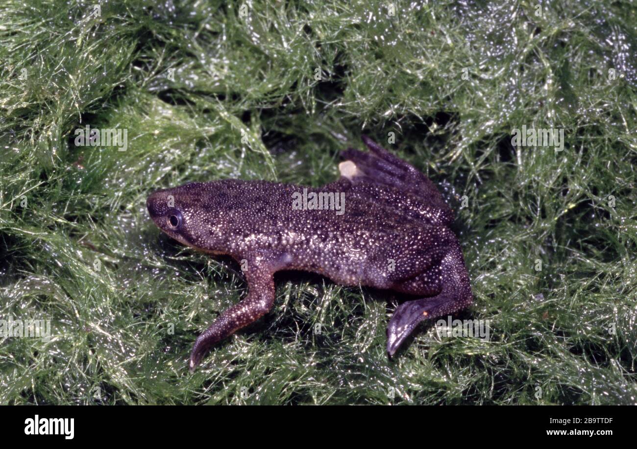 Dwarf clawed frog, Hymenochirus boettgeri Stock Photo