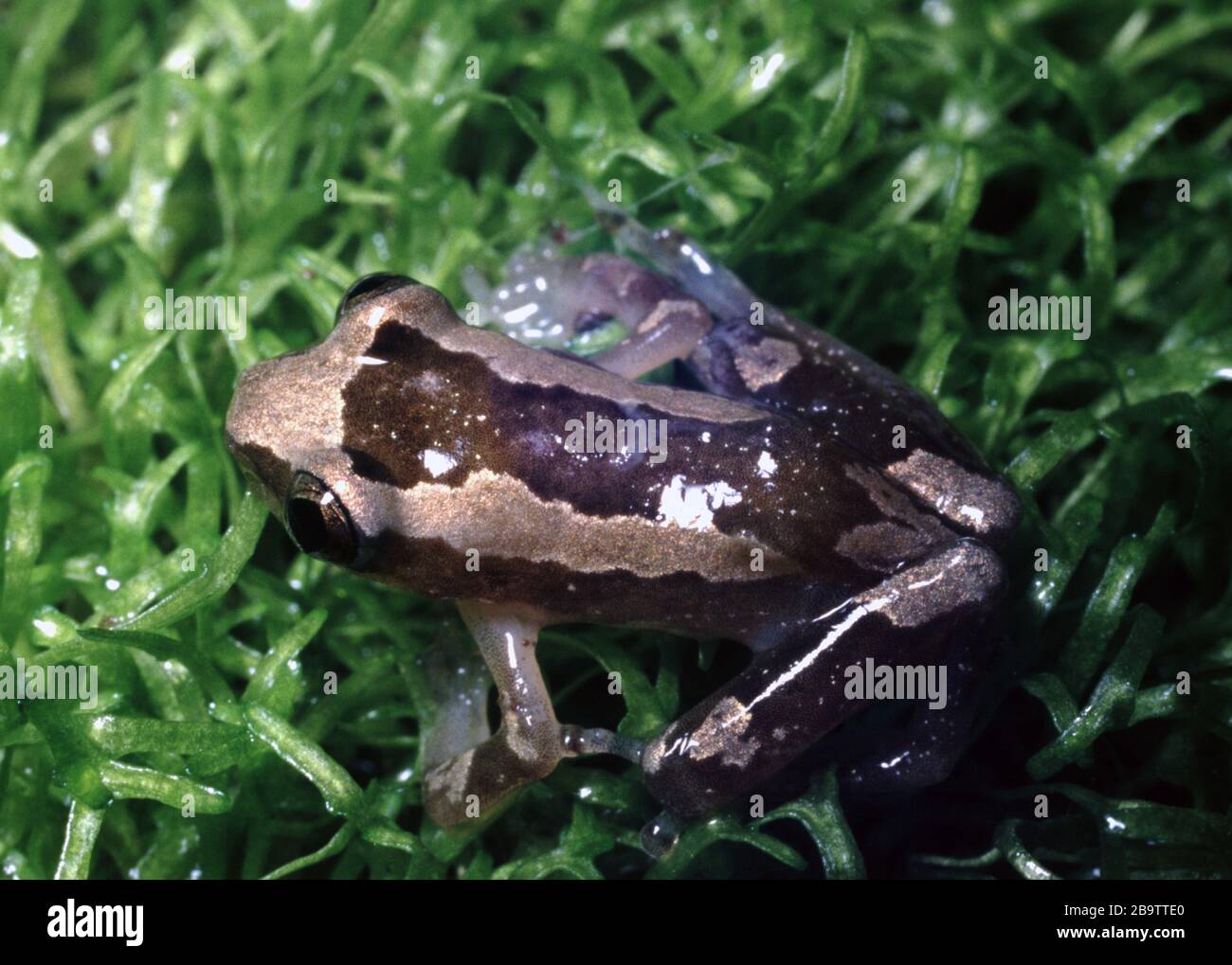 Cameroon banana frog, Afrixalus dorsalis Stock Photo